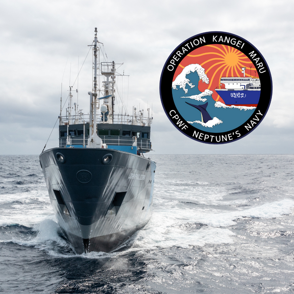 Unser neuer Partner, die Captain Paul Watson Foundation
