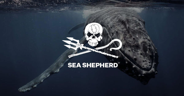 Warum Sea Shepherd?