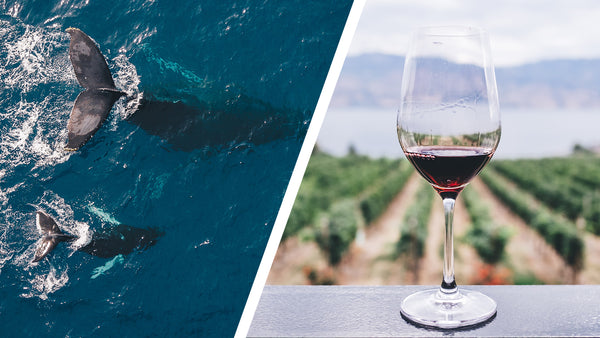 Was hat der Wal mit dem Wein zu tun?